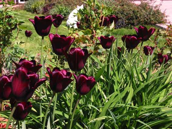 dunkle Tulpen